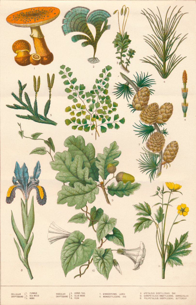植物插图，c1880s。 作者 文森特·布鲁克斯·戴和儿子