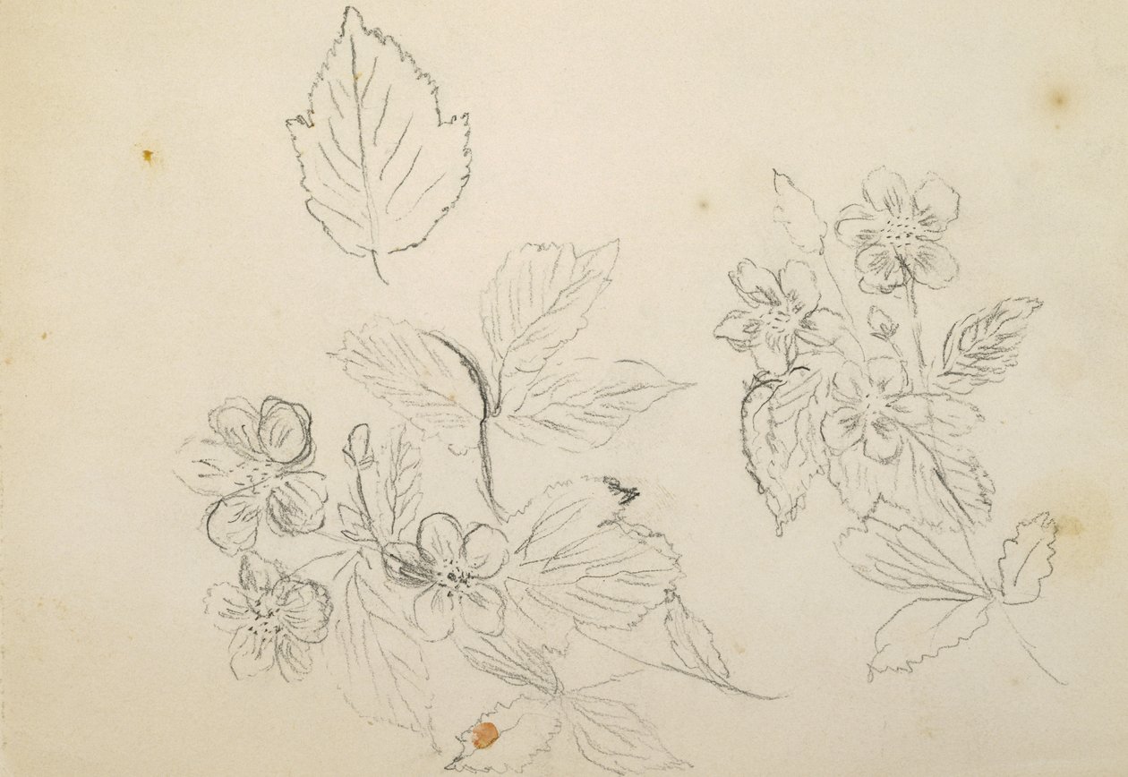 Recto：花卉研究，1869-1871 作者 文森特·科莱尔