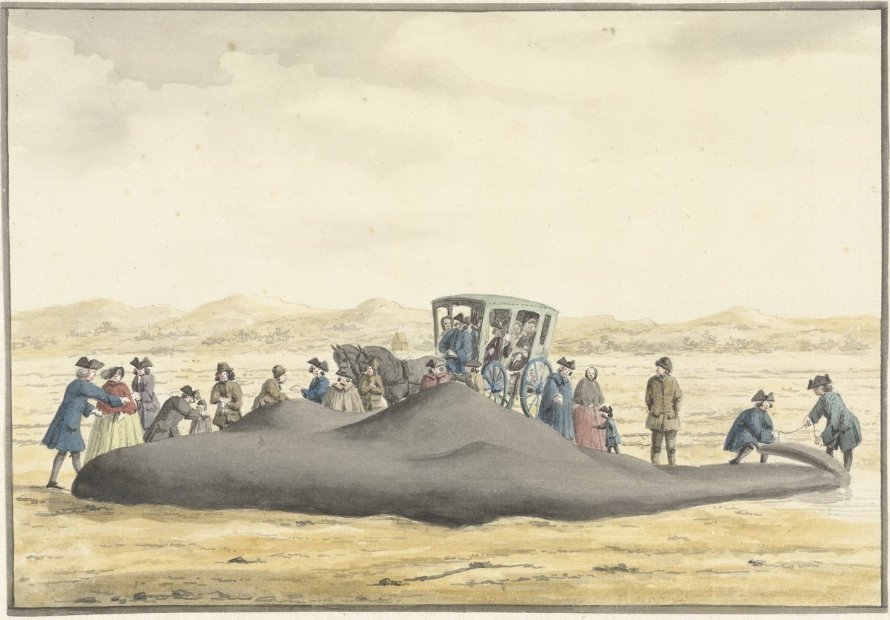 1762 年 2 月 20 日，在 Zandvoort 和 Wijk aan Zee 之间的海滩上被冲上岸的抹香鲸，从后面看 作者 文森特·詹斯。范德文