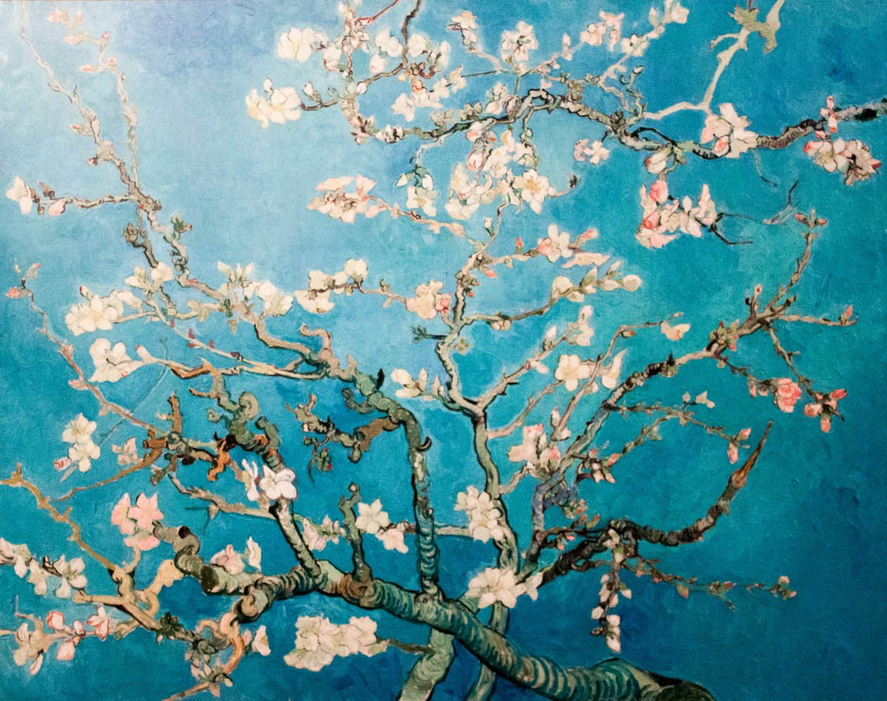 荷兰语：Amandelbloesem 开花的杏树枝条 作者 文森特·梵高