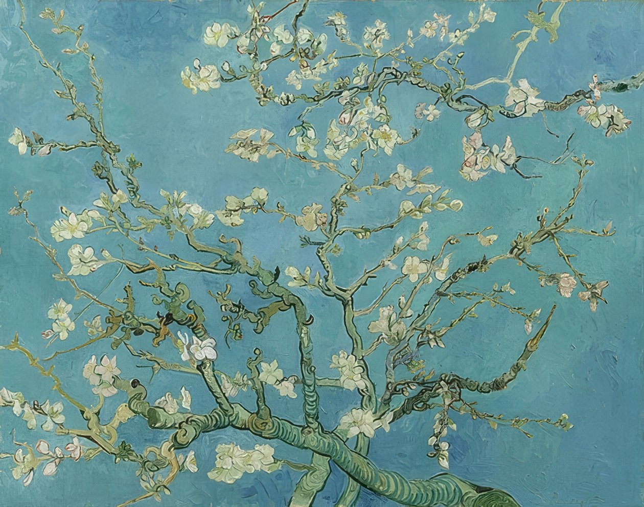 Mandelblute。 1890年 作者 文森特·梵高