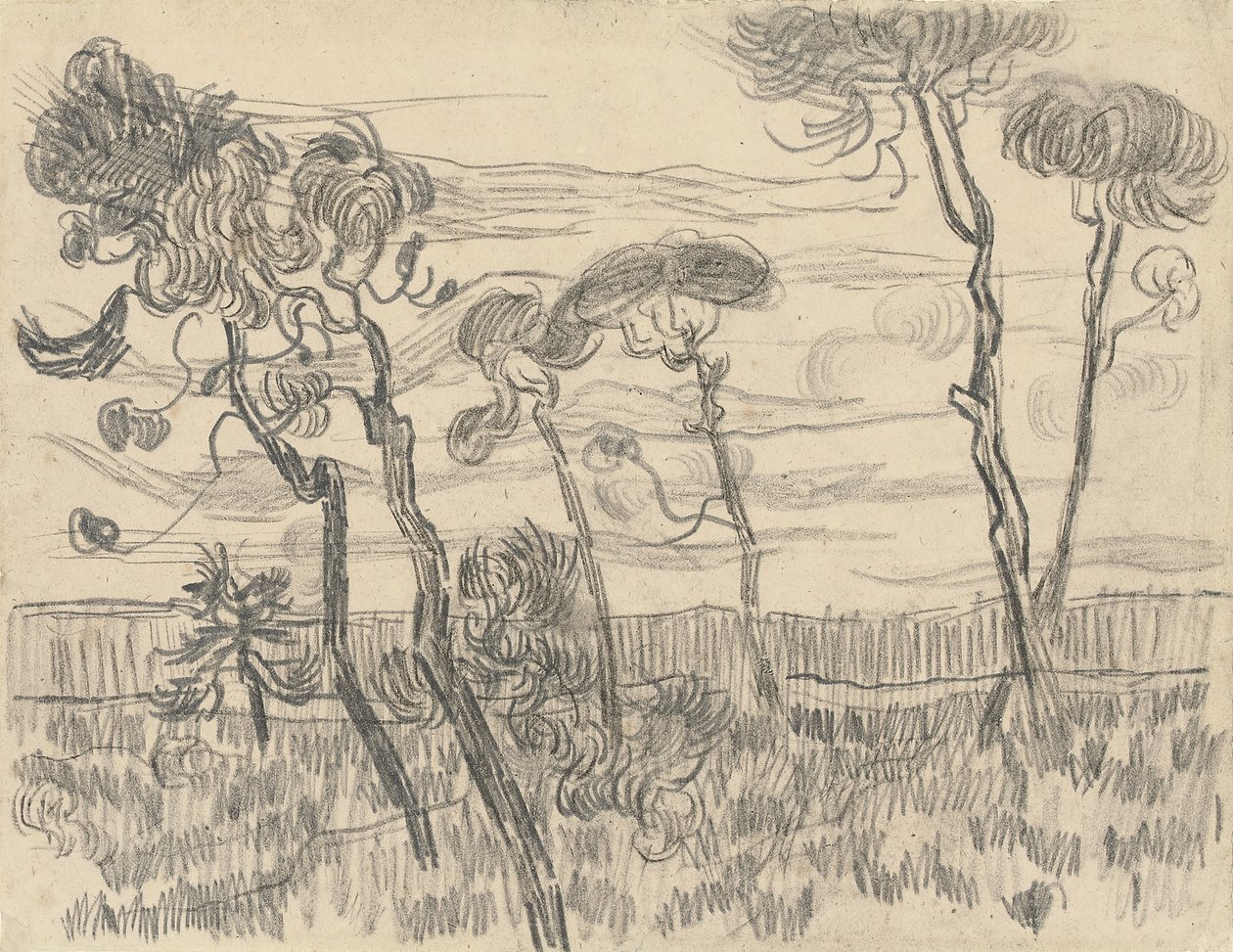 围墙附近的六棵松树，1899年 作者 文森特·梵高