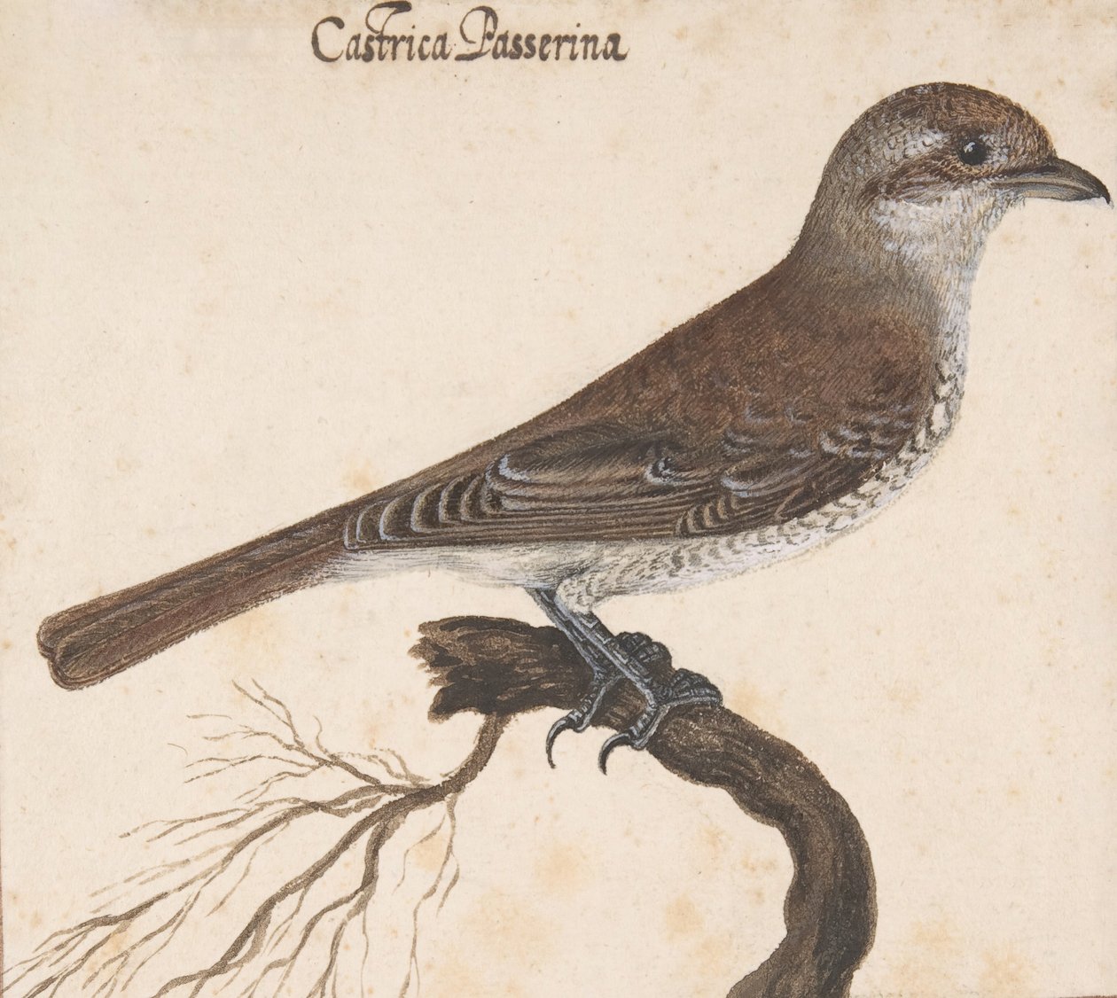 Castrica Passerina, . 作者 文森佐·莱昂纳迪