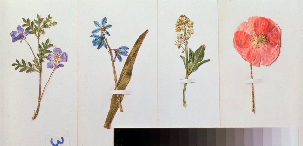 Quatre feuilles de papier a lettre (fleurs des champs) - 四张书写纸 - 弗拉基米尔-帕夫洛维奇-索科洛夫（1860-1913）作品，纸上水彩画 - 俄罗斯艺术，静物 作者 弗拉基米尔·巴甫洛维奇·索科洛夫