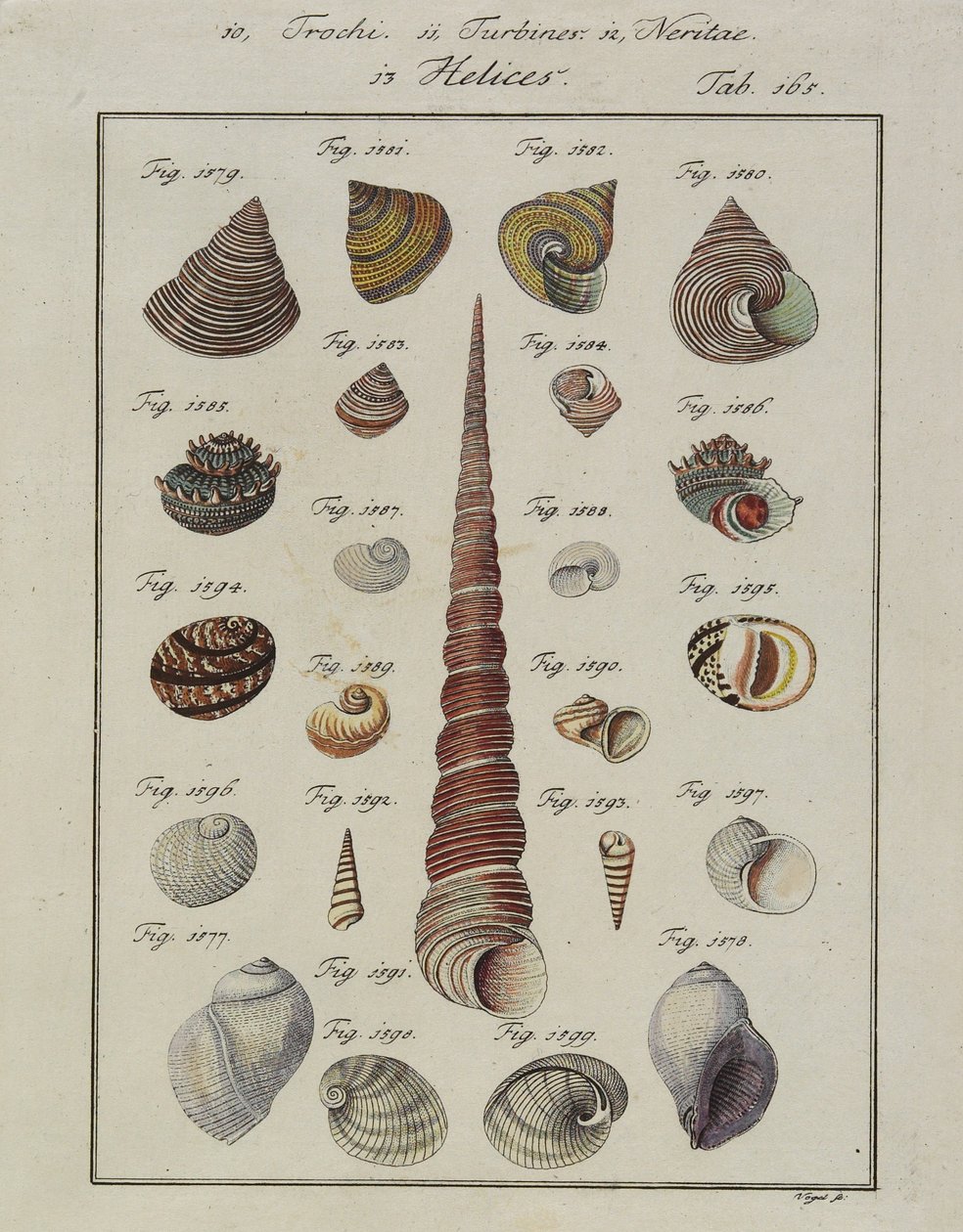 海贝壳：Trochi，涡轮机，Neritae Helices，来自Neues Systematisches Conchylien-Cabinet，1784（手工蚀刻和雕刻） 作者 鸟儿