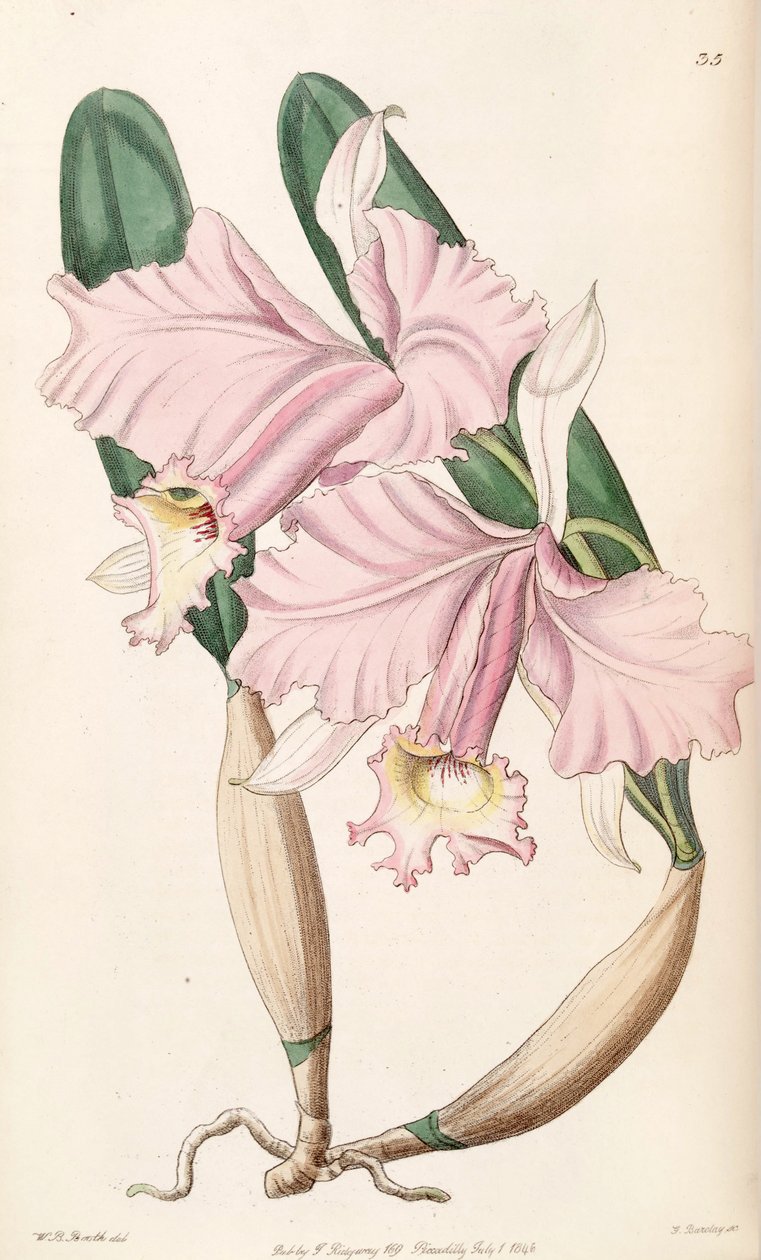 Cattleya labiata（as.cattleya lemoniana） 作者 WB展位