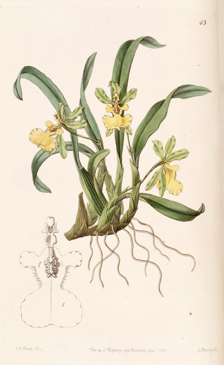 文心兰（Oncidium uniflorum） 作者 WB展位