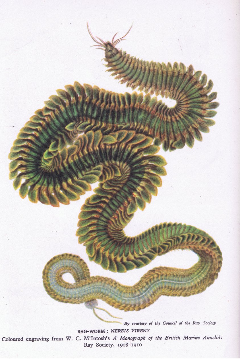 Ragworm，自然在英国由柯林斯出版，1946年 作者 麦金托什