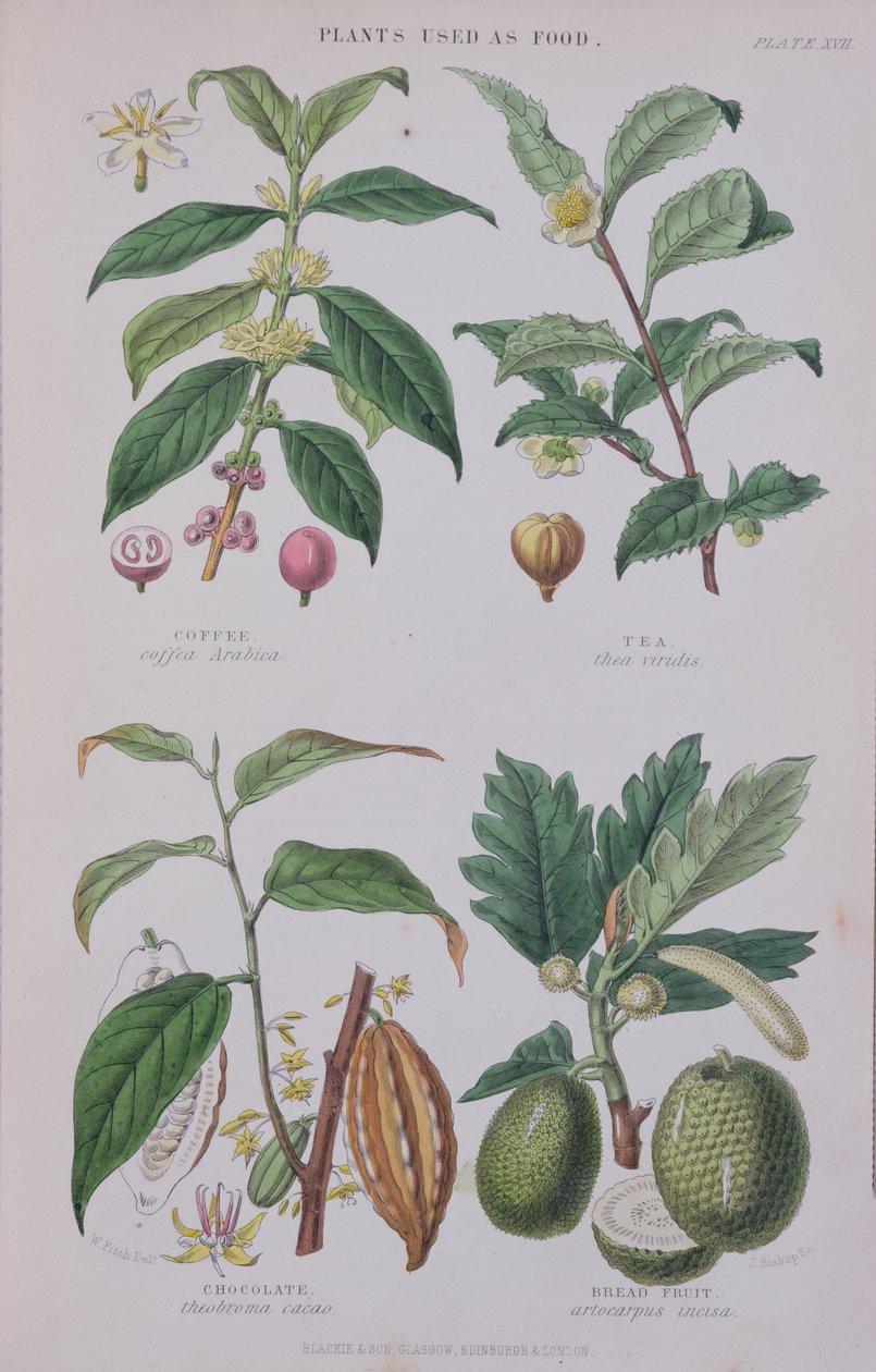 咖啡，茶，巧克力和面包果，植物研究的板，由J. Bishop，1872年雕刻 作者 惠誉国际