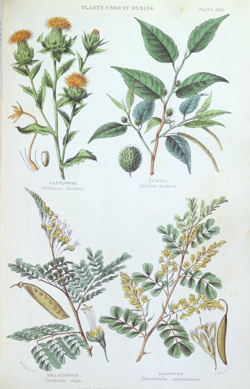 用于染色的植物，来自植物研究的板，由J. Bishop，1872年雕刻 作者 