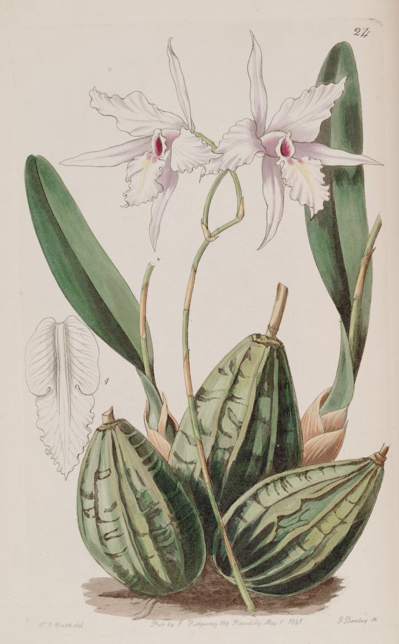 Laelia rubescens（as.Laelia acuminata） 作者 WJ展位