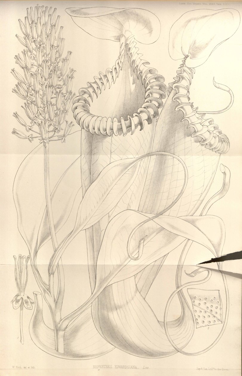 来自伦敦林奈学会交易的猪笼草（Nepenthes edwardsiana），第一卷。 22 作者 惠誉国际
