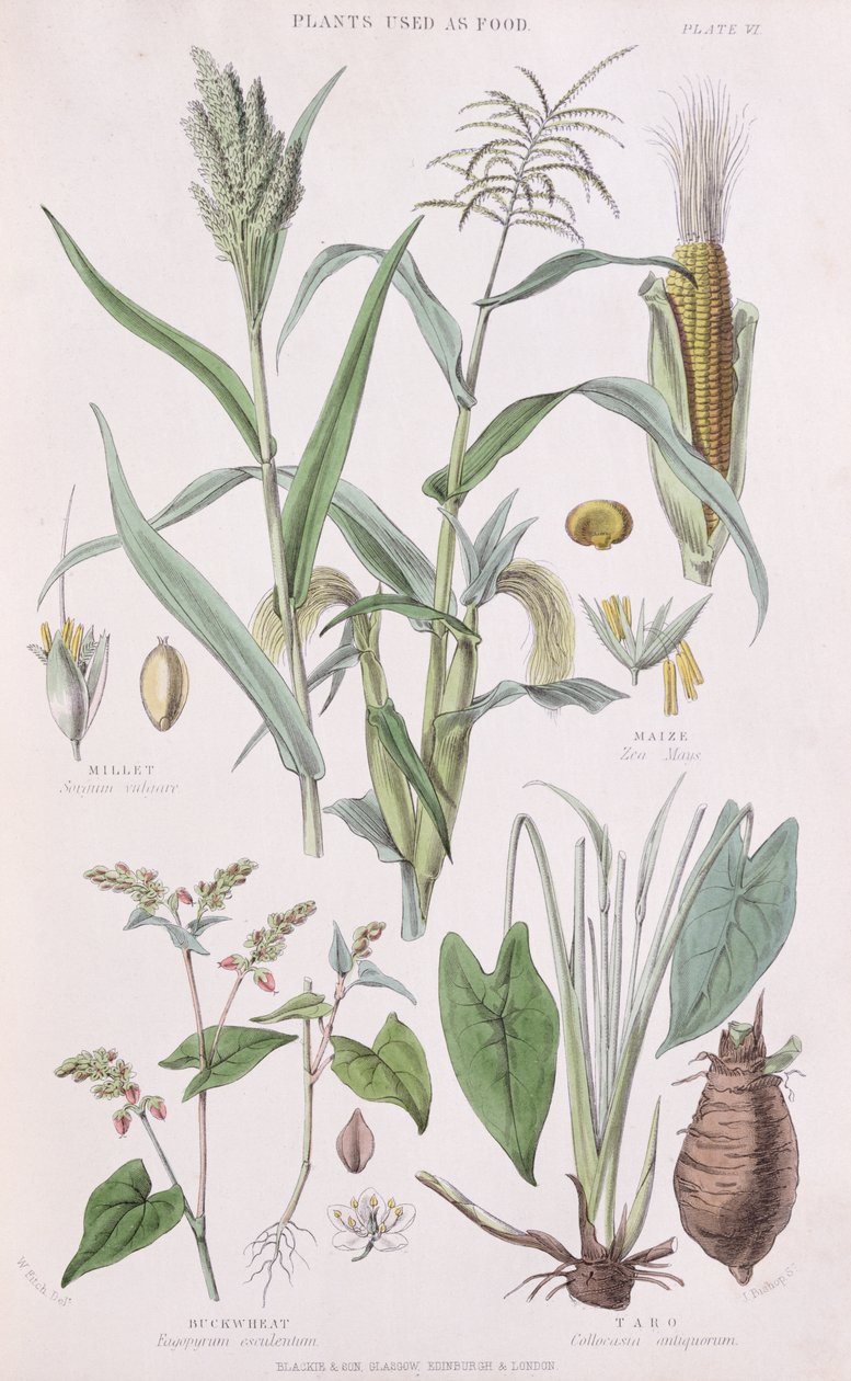 小米，玉米，荞麦和芋头，插图来自蔬菜王国的历史由William Rhind 1797-1874,1872彩色雕刻 作者 惠誉国际