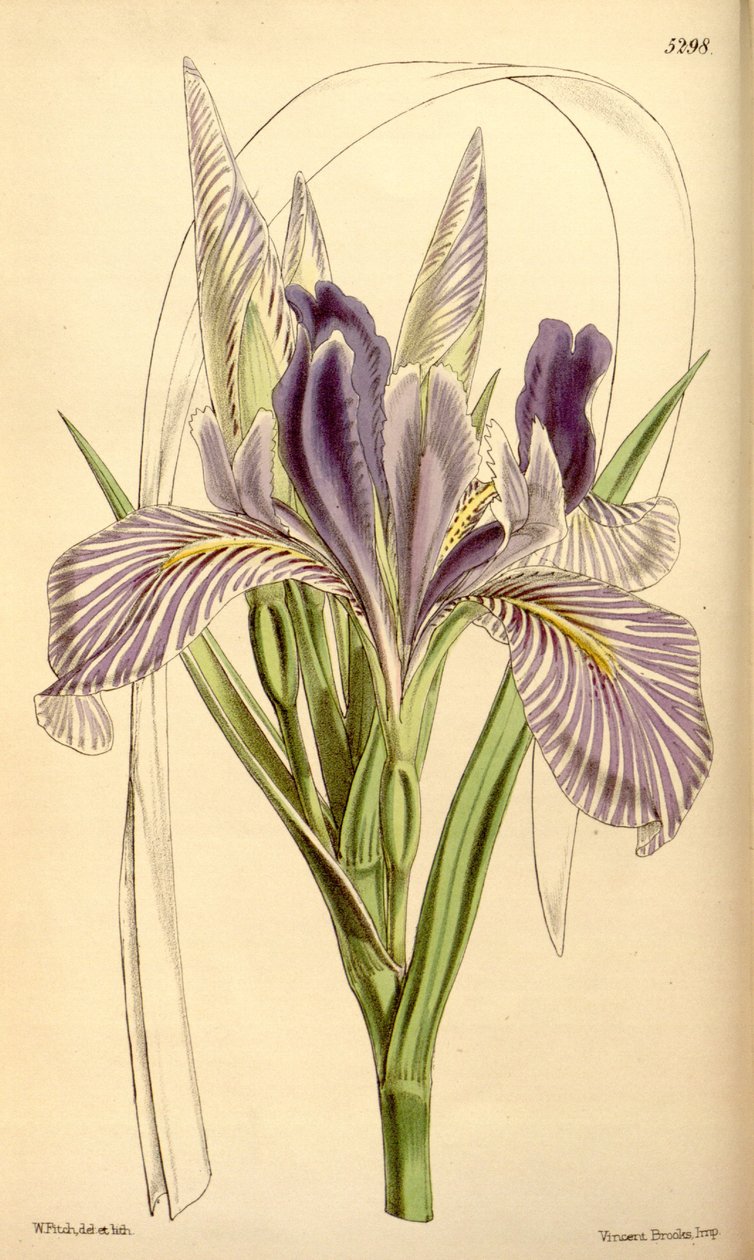 Longipetal虹膜 作者 WJ胡克