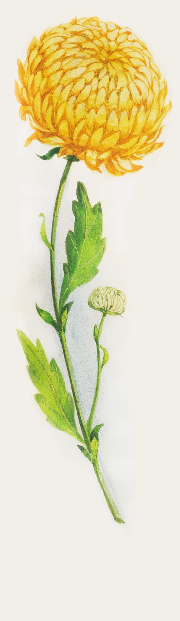 菊花，图画 作者 WG（后）塞耶
