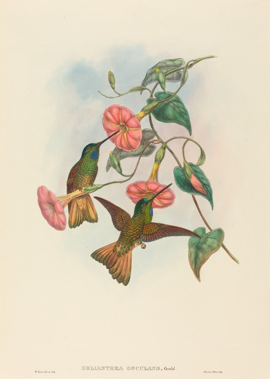水尾星锋鱼(Helianthea osculans) 作者 哈特