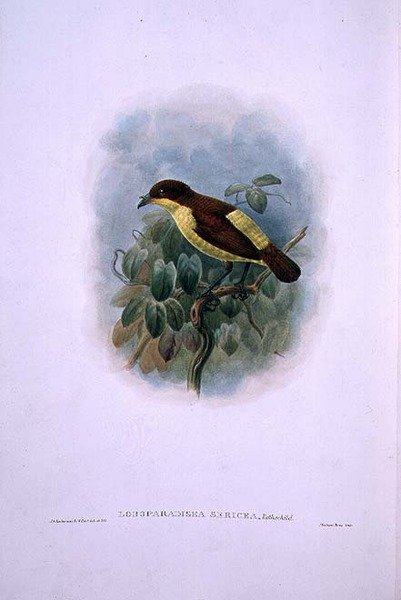 Loboparadisea serica, Waterbilled Bird of Paradise (color litho) 作者 W. 和 Keulemans JG 哈特