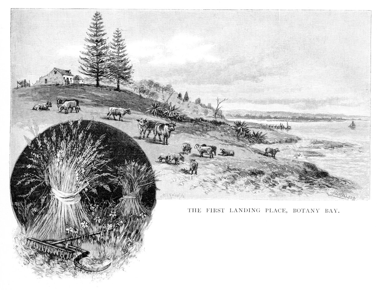 第一个登陆地是1886年在澳大利亚新南威尔士州的植物园。 作者 麦克劳德