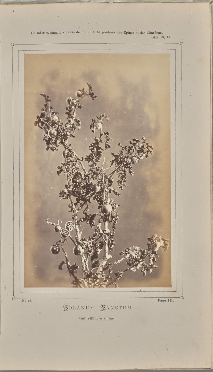 埃泽（滨海阿尔卑斯大区）的三叶茄（Solanum sanctum），cuelli 作者 W·德布雷