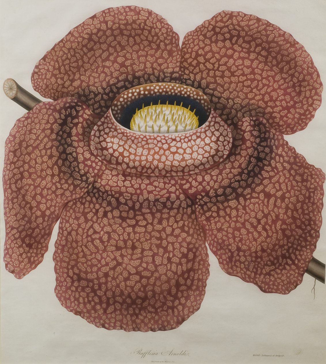 紫草花 作者 沃尔德
