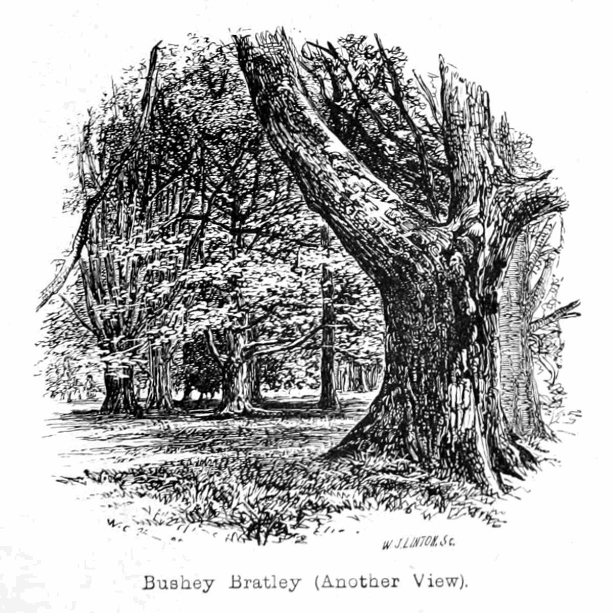 Bushey bratley 作者 沃尔特克兰