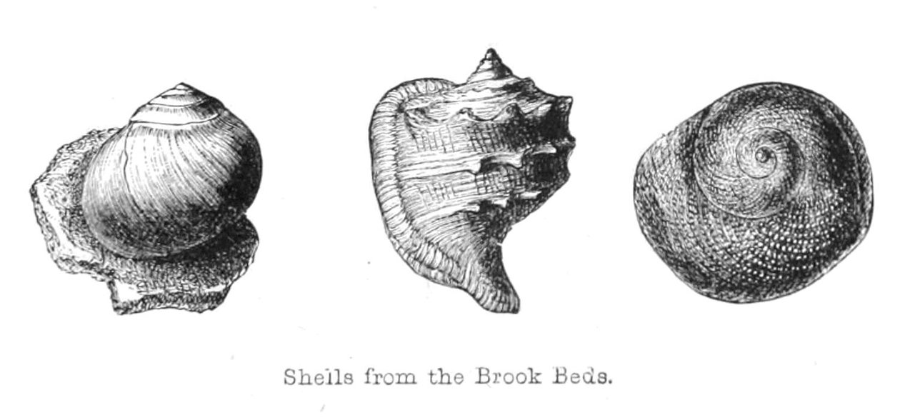 来自Brook Beds的化石 作者 沃尔特克兰