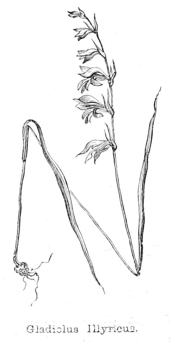 唐菖蒲illyricus 作者 沃尔特克兰