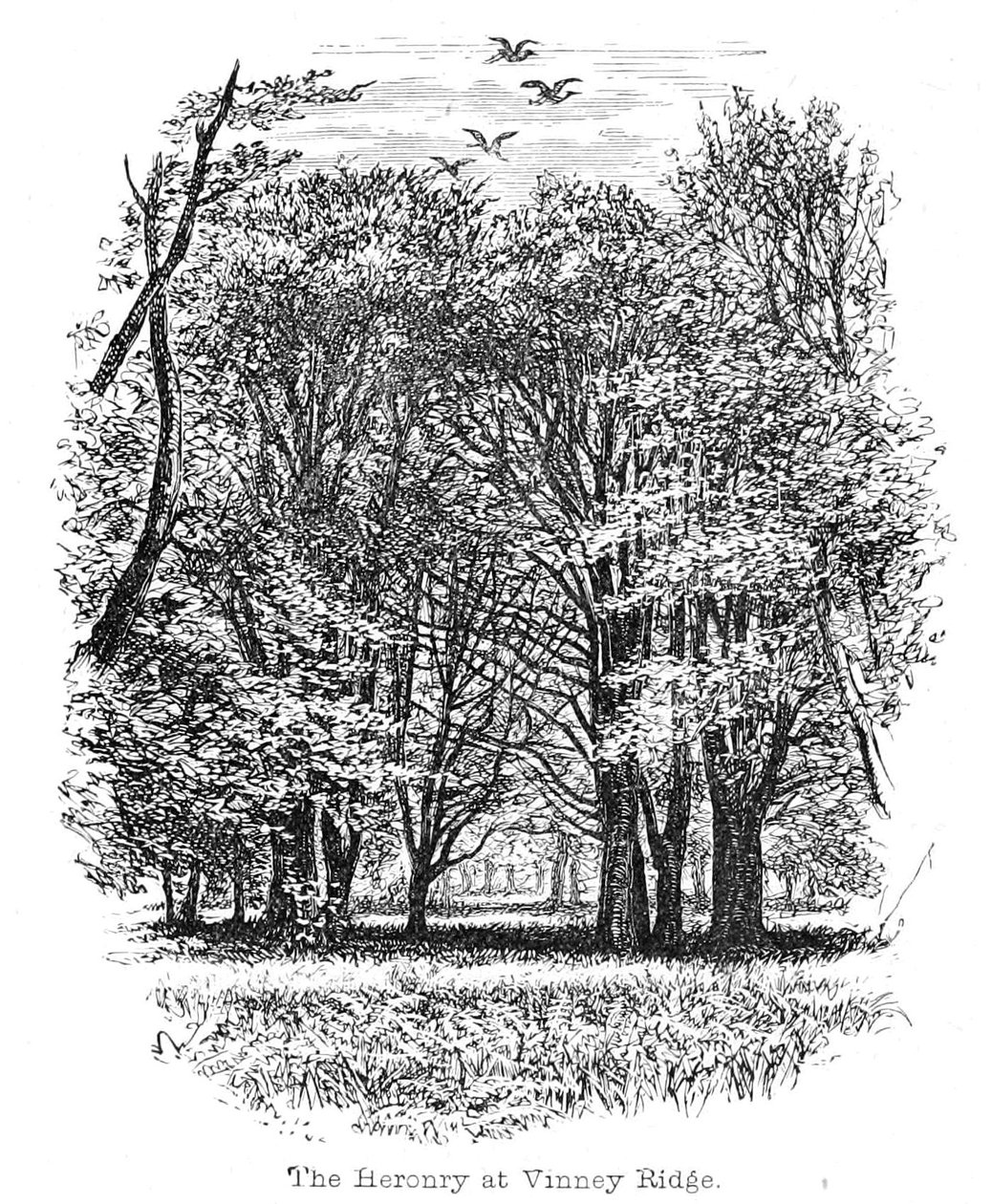 Vinney Ridge的Heronry 作者 沃尔特克兰