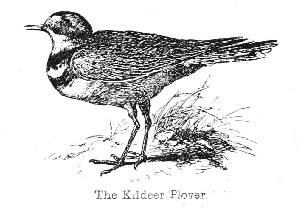Kildeer Plover 作者 沃尔特克兰