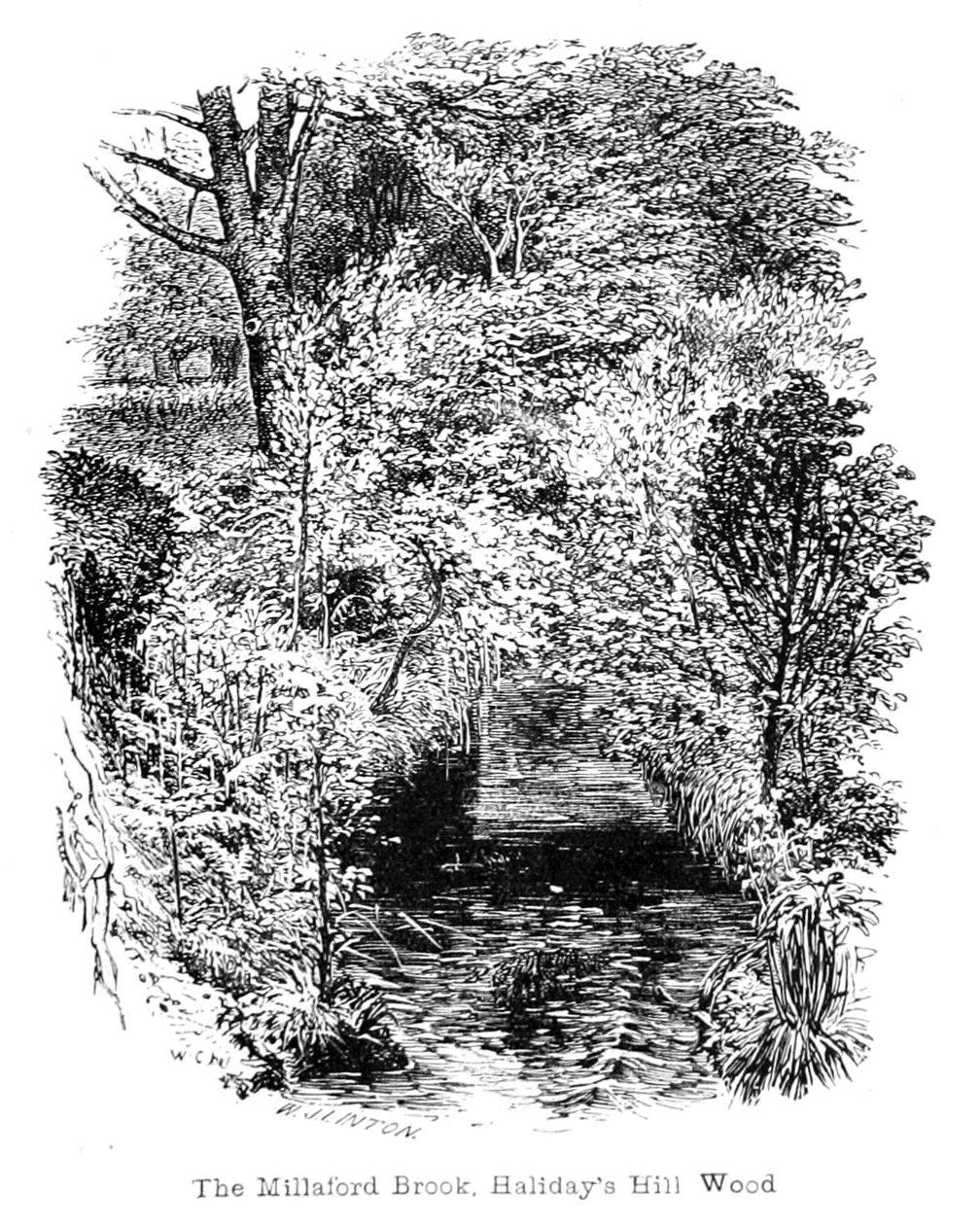 米拉福德布鲁克，Halidays Hill Wood 作者 沃尔特克兰