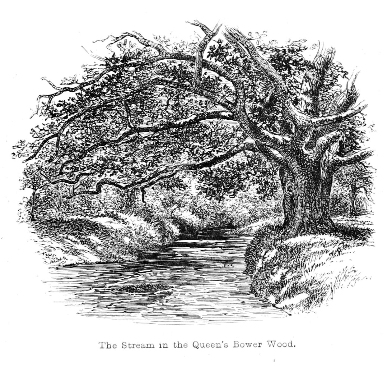 Queens Bower Wood中的溪流 作者 沃尔特克兰