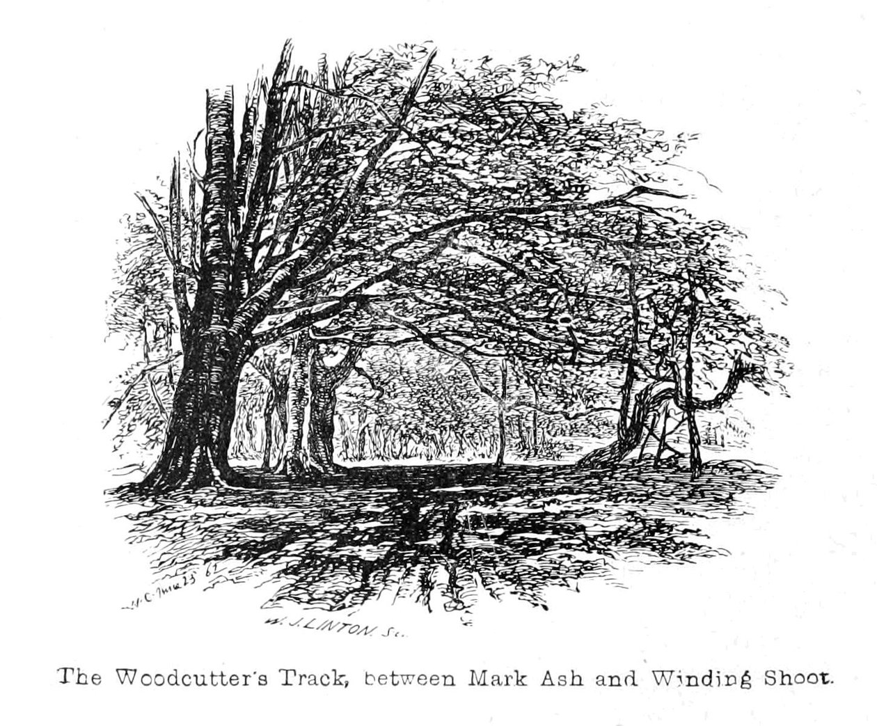 The Markcutters Track，Mark Ash和Winding Shoot之间 作者 沃尔特克兰