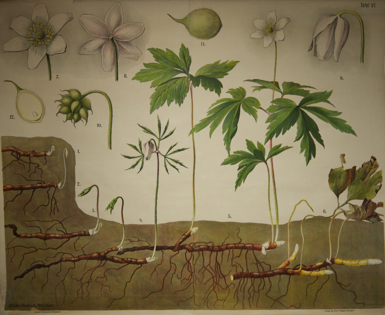 Schmeils植物墙图解剖系列 作者 沃尔特·休巴赫