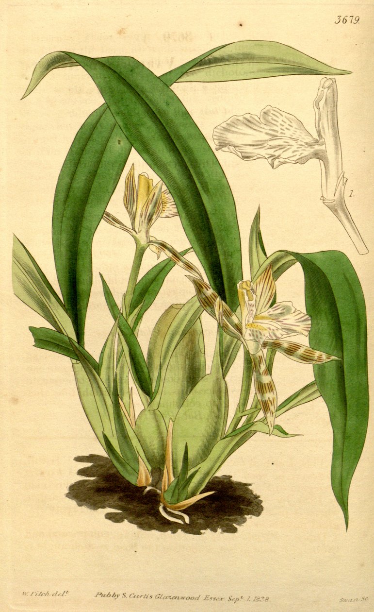 Aspasia variegata的例证 作者 沃尔特·胡德·惠誉