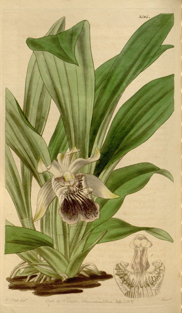 Cochleanthes flabelliformis的插图（作为syn.Zygopetalum cochleare） 作者 沃尔特·胡德·惠誉