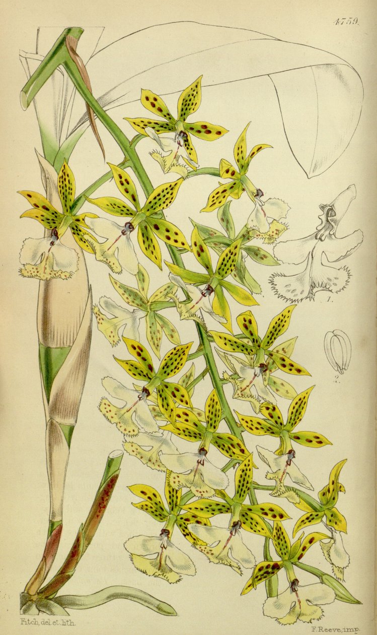 Epidendrum stamfordianum的例证 作者 沃尔特·胡德·惠誉