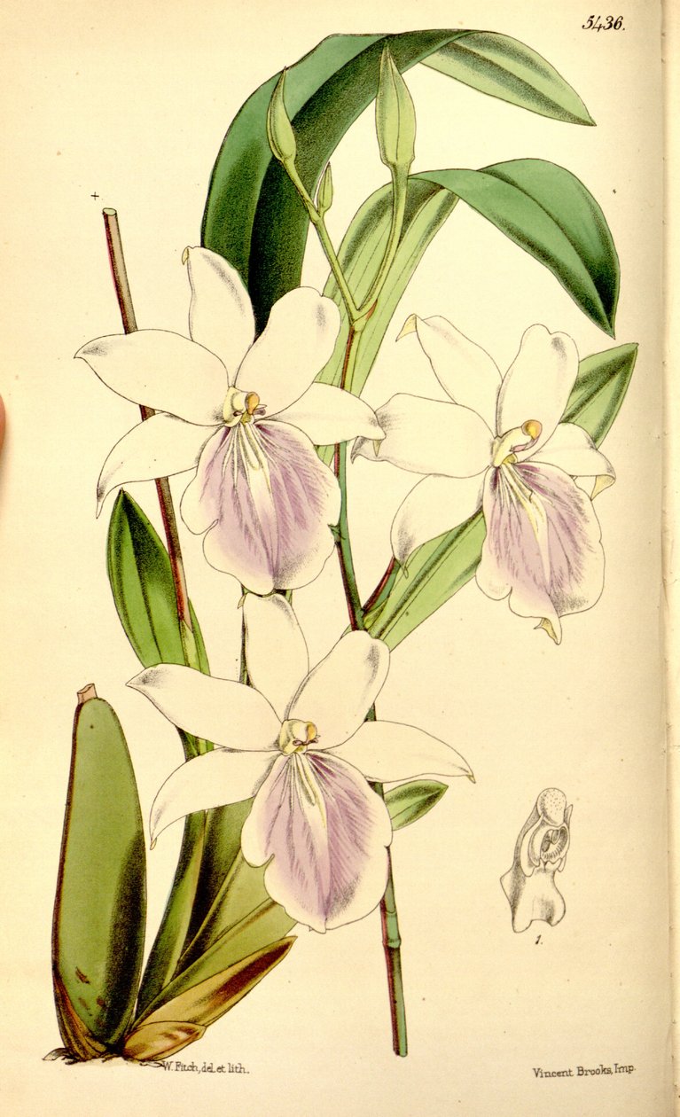 Miltonia regnellii的例证 作者 沃尔特·胡德·惠誉