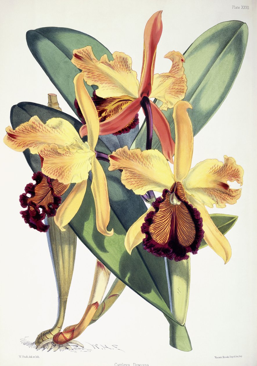 卡特兰·道瓦纳（Cattleya Dowiana），约1862-1877年 作者 沃尔特·胡德·惠誉