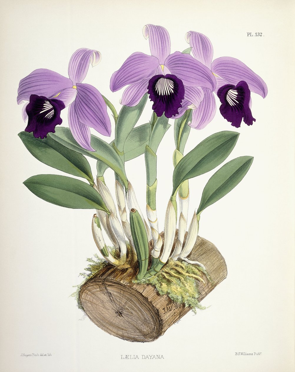 Laelia Dayana，约1882-1897年 作者 沃尔特·胡德·惠誉