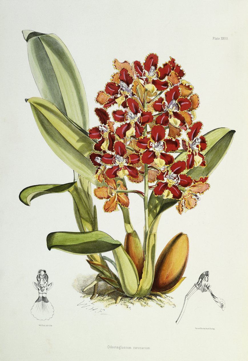 齿牙龙冠（Odontoglossum coronarium），1864-1874年 作者 沃尔特·胡德·惠誉