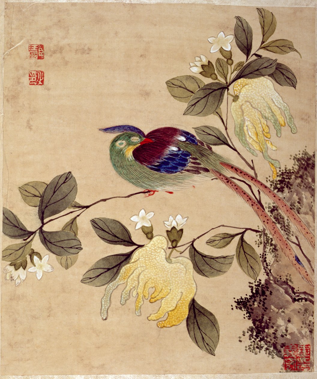 19世纪晚期的鸟类和水果系列画作之一 作者 王国臣