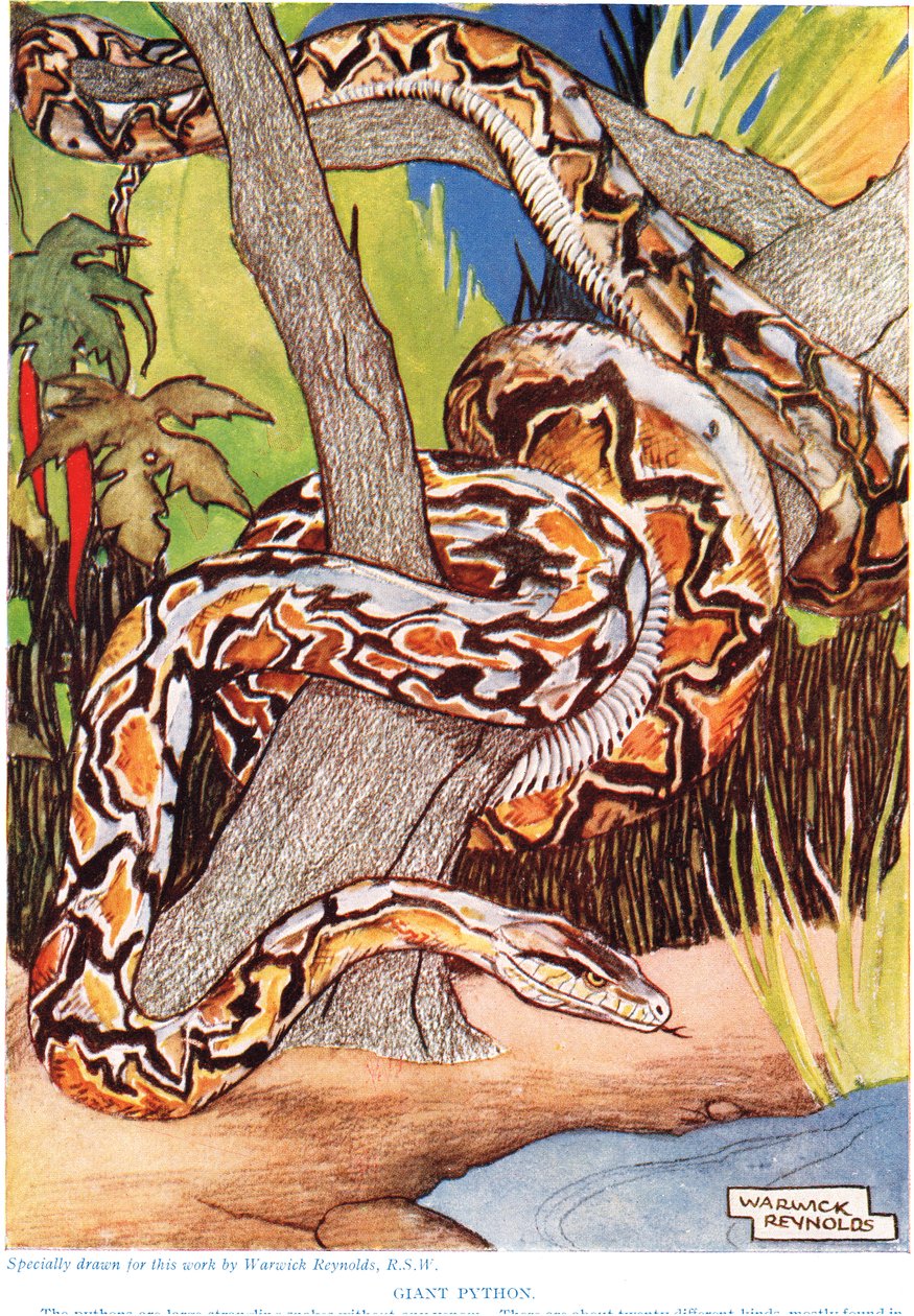 巨人蟒蛇，来自&39;新自然历史&39;的插图，约翰亚瑟汤普森（1861-1933），由普特南的儿子出版，1926年 作者 沃里克·雷诺兹