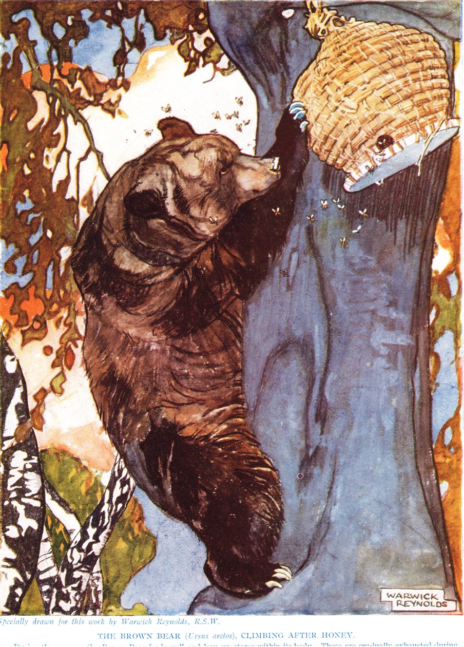 棕熊（Ursus arctos），蜂蜜之后的攀登，来自&39;新自然历史&39;的插图，作者是John Arthur Thompson（1861-1933），由GP Putnam的儿子出版，20世纪20年代 作者 沃里克·雷诺兹