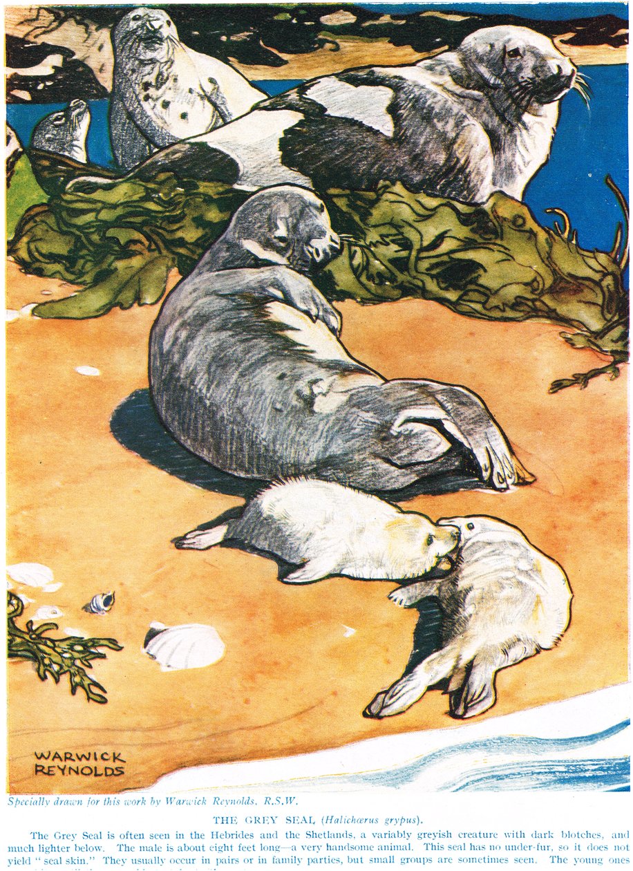 灰色印章，来自&39;新自然历史&39;的插图，作者：John Arthur Thompson（1861-1933），由GP Putnam&39;s Sons出版，1926年 作者 沃里克·雷诺兹