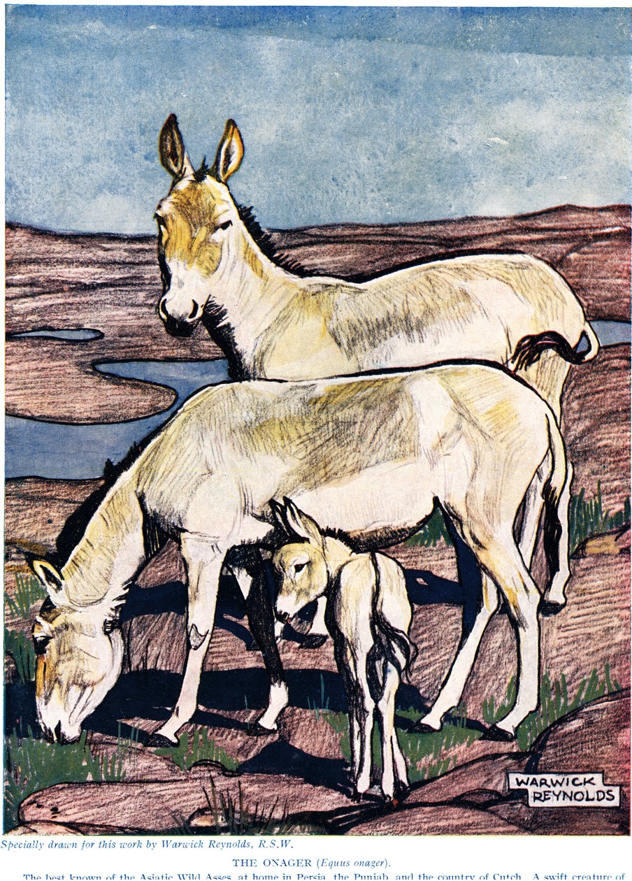 Onager，来自“新自然历史”，作者是John Arthur Thompson（1861-1933），由GP Putnam&39;s Sons出版，1926年 作者 沃里克·雷诺兹