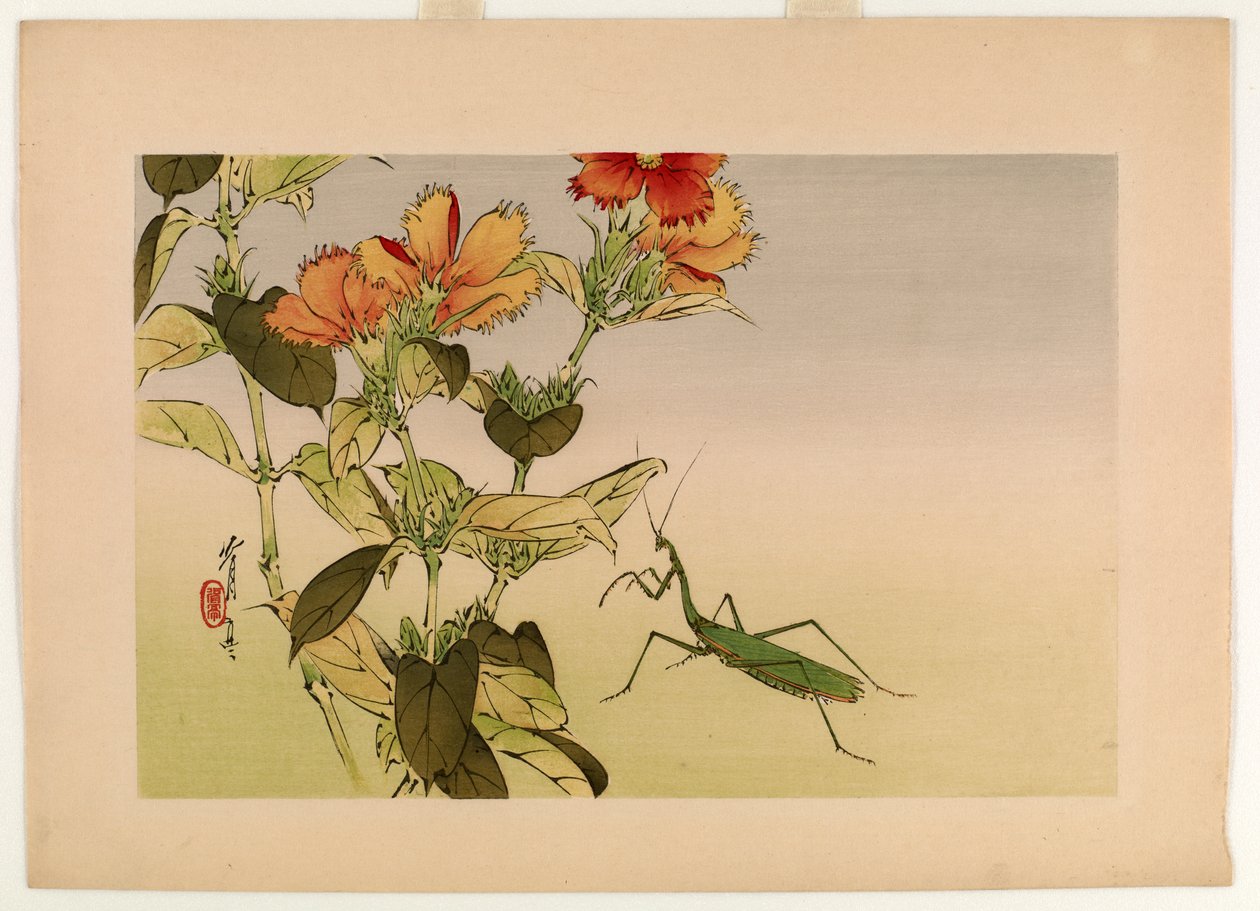 Campion Flower和Praying Mantis，来自Seitei的花鸟系列，1916年（彩色木版画） 作者 渡边页伊