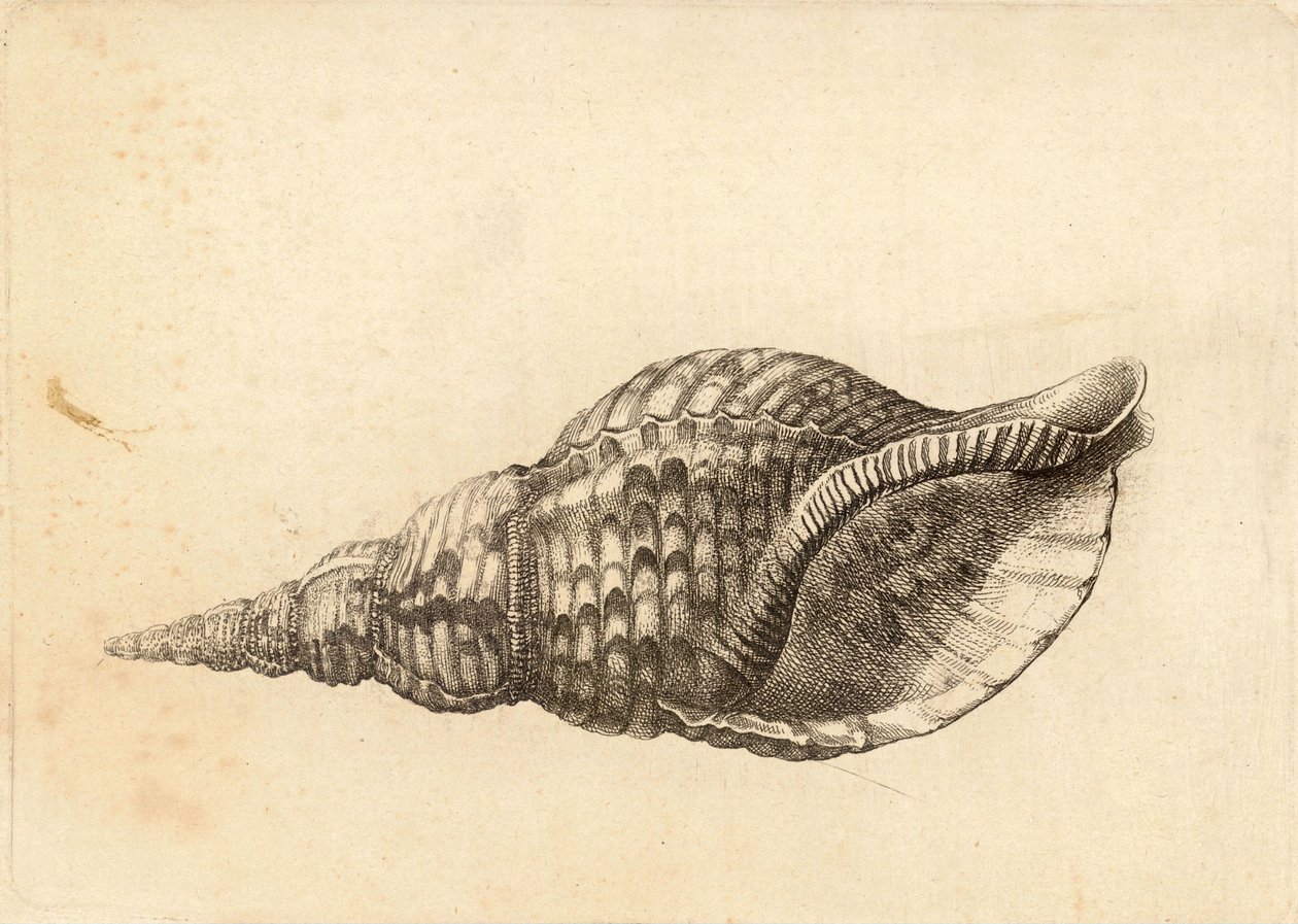 Charonia tritonis 作者 瓦茨劳斯·霍拉尔