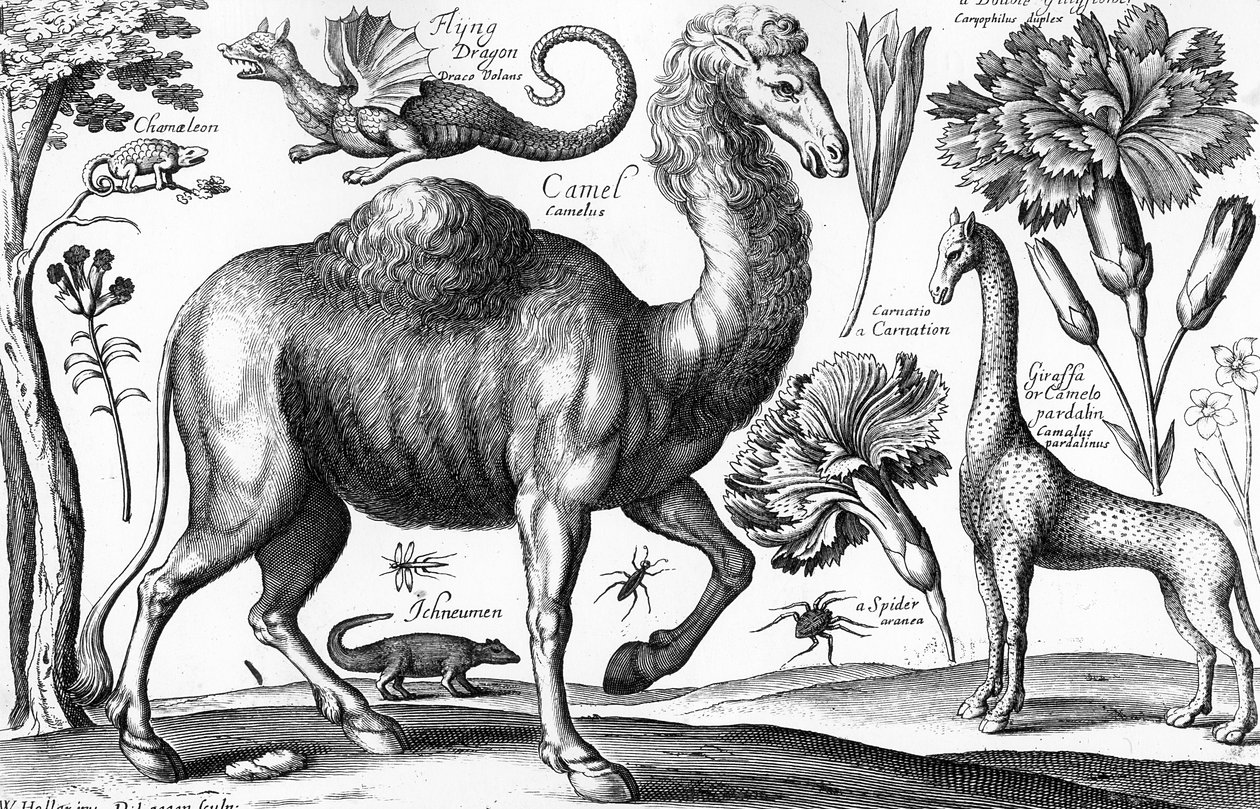 Animalium, Ferarum et Bestiarum，由David Loggan刻制。 作者 Wenceslaus（之后）Hollar