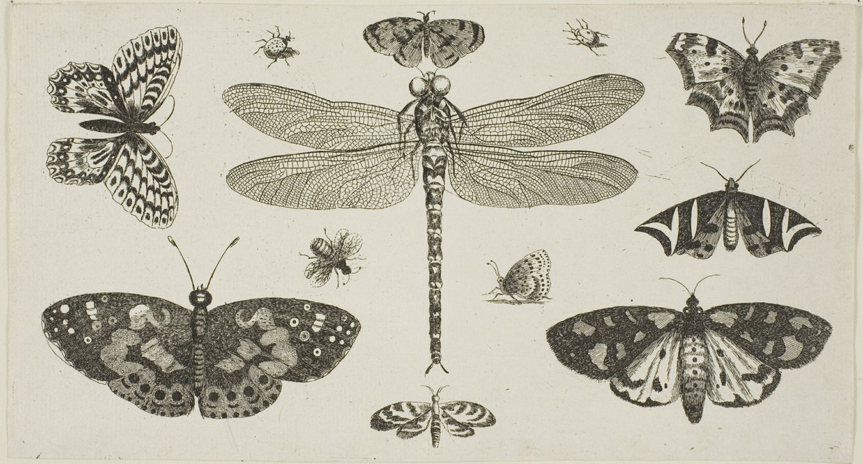 蜻蜓、瓢虫和蝴蝶，选自 Diversae Insectorum...Figurae 作者 瓦茨劳斯·霍拉尔