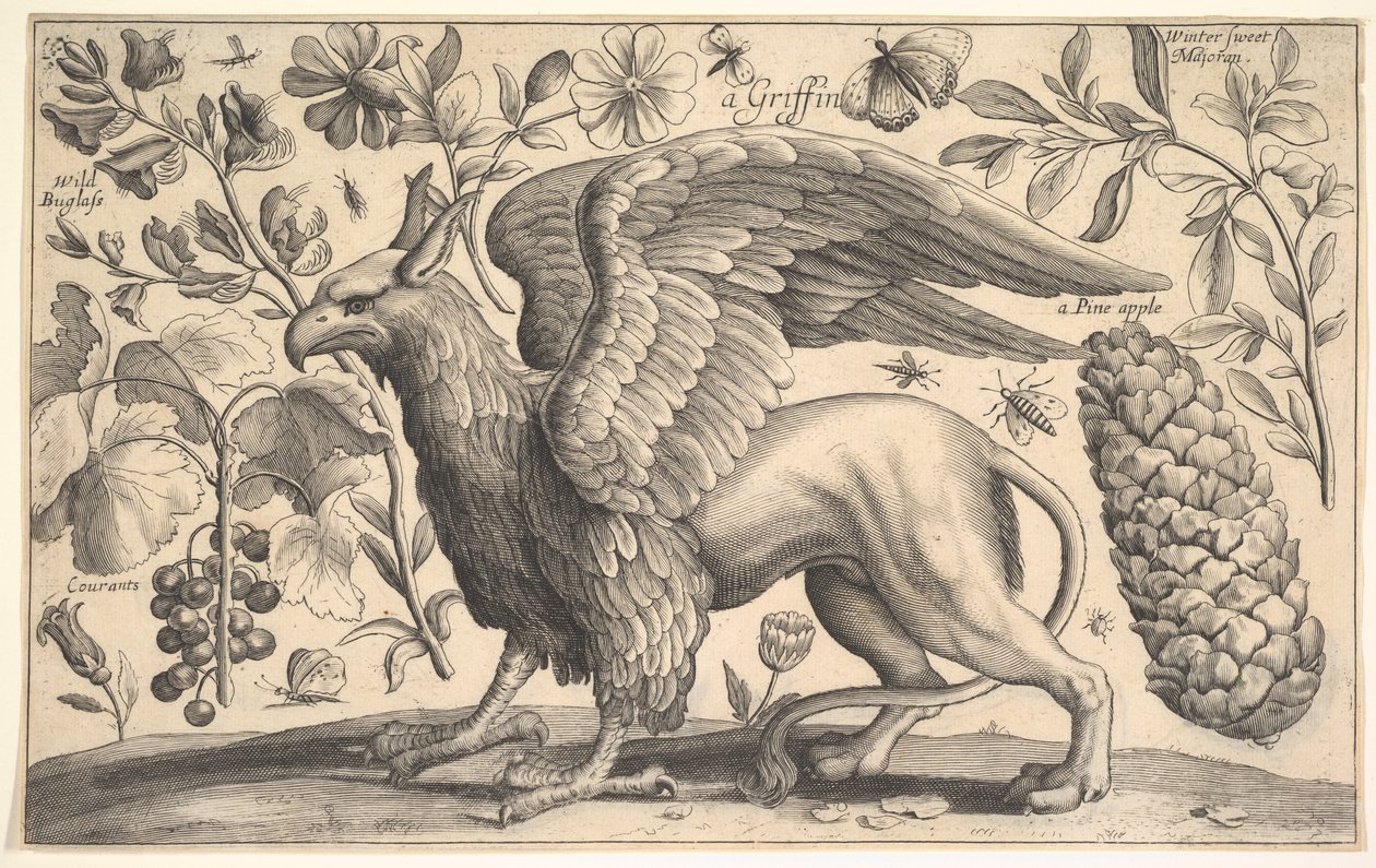 A Griffin，1625-77。 作者 瓦茨劳斯·霍拉尔